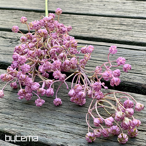 GYPSOPHYLLA PÚRPURA