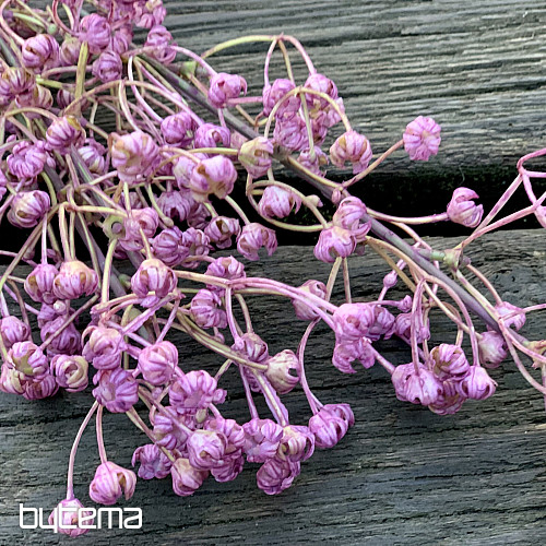 GYPSOPHYLLA PÚRPURA