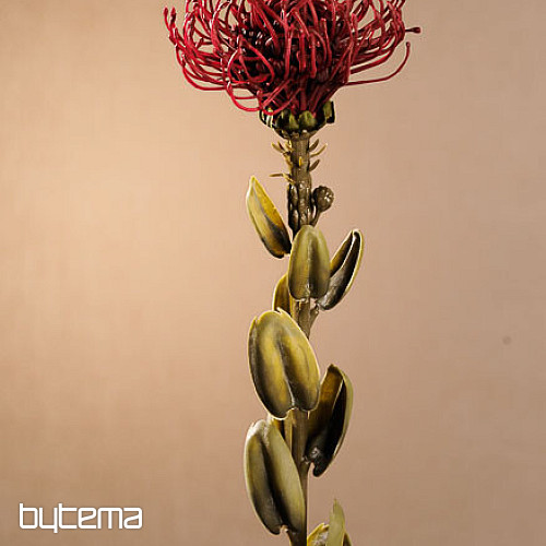 PROTEA ROJA PEQUEÑA SECA