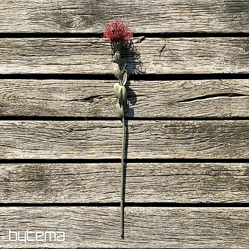 PROTEA ROJA PEQUEÑA SECA