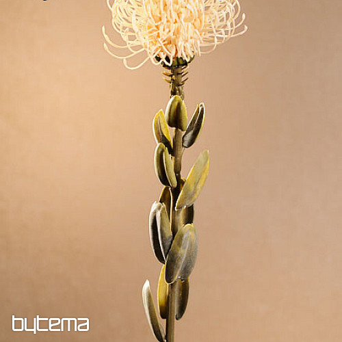 PROTEA BLANCA SECA PEQUEÑA