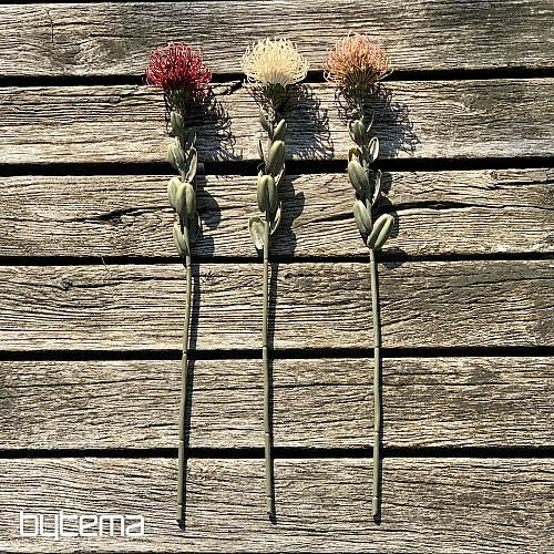 PROTEA BLANCA SECA PEQUEÑA