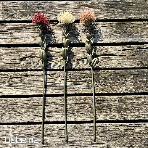 PROTEA ROSA PEQUEÑA SECA