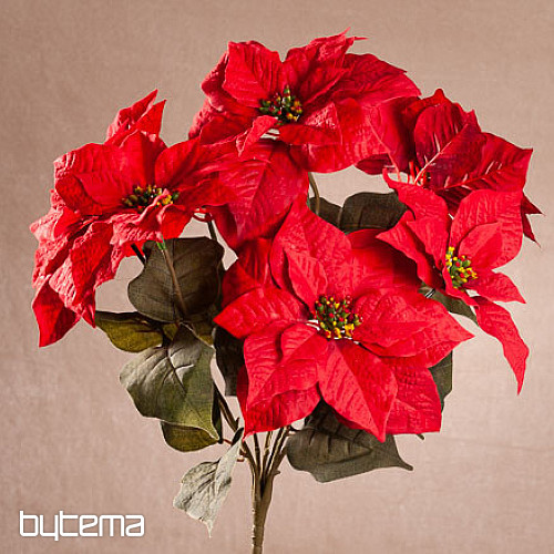 Rosa de Navidad TRS RED