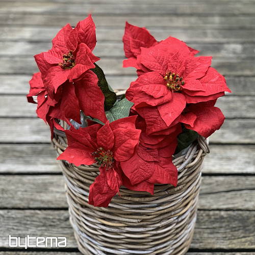 Rosa de Navidad TRS RED