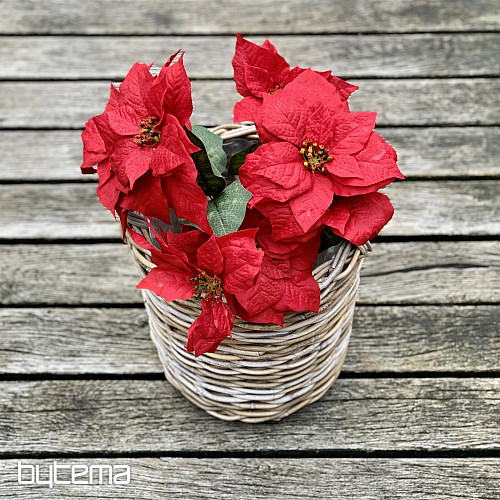 Rosa de Navidad TRS RED