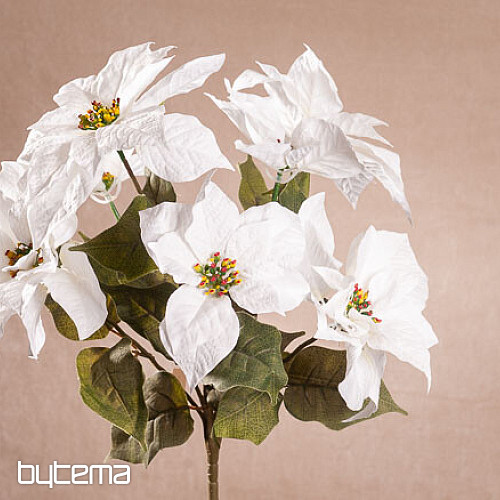Rosa navideña TRS BLANCA