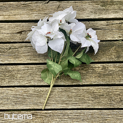 Rosa navideña TRS BLANCA