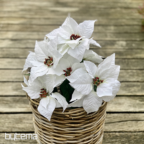 Rosa navideña TRS BLANCA