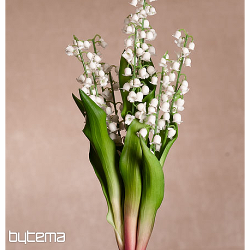 LIRIO DE LA LARGA VIDA