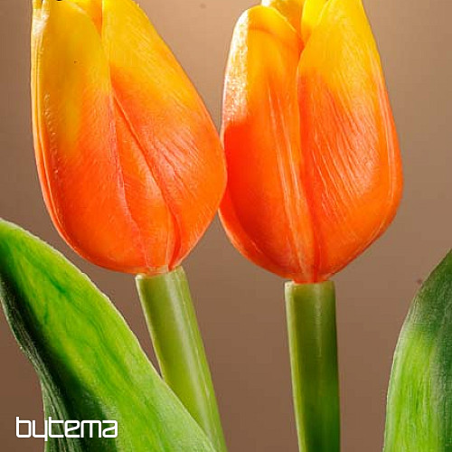 Mezcla de colores de tulipanes.