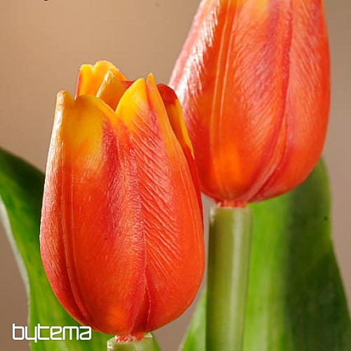 Mezcla de colores de tulipanes.